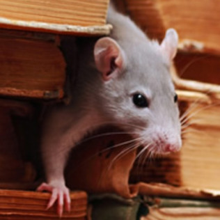 Rodent Control Services, Mice & Rat Control | Alameda ...